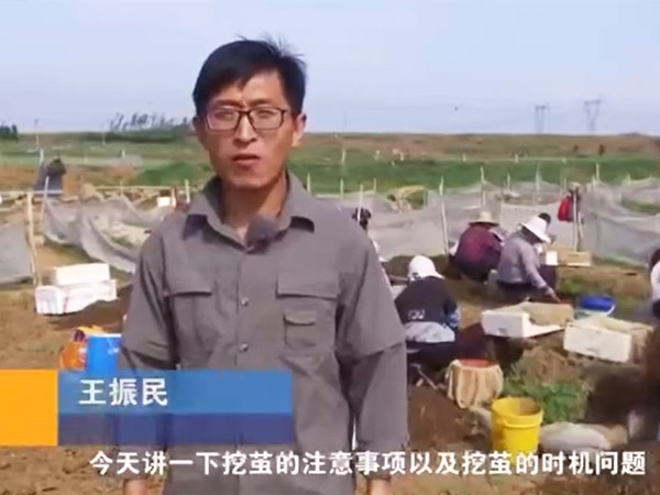 挖茧时机及注意事项