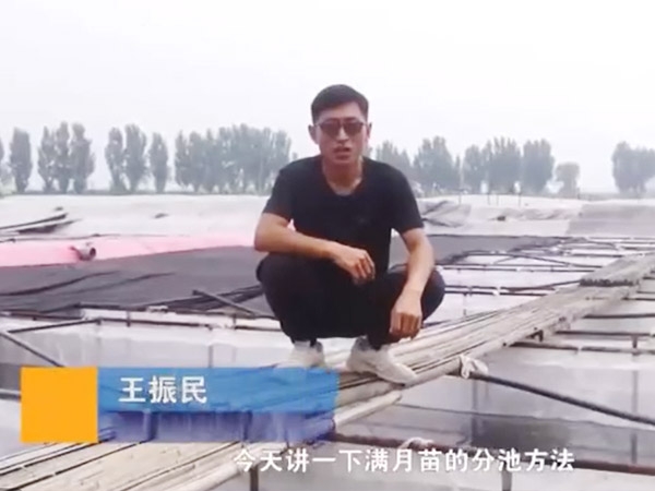 水蛭满月苗的分池方法