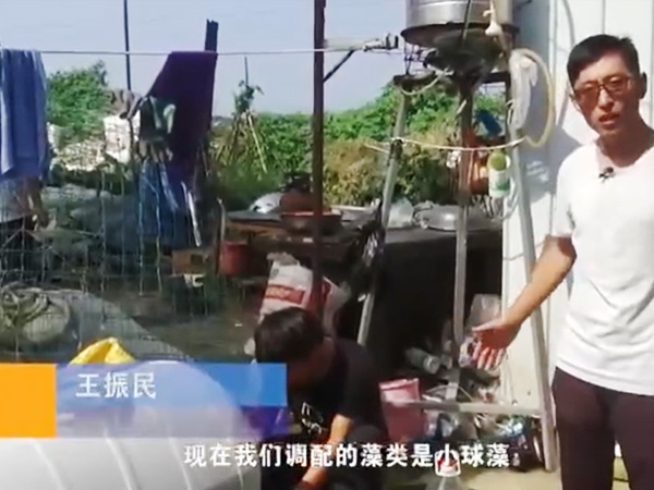 用药管理-小球藻使用