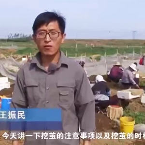 挖茧时机及注意事项