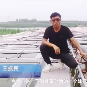 水蛭满月苗的注意事项
