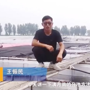 水蛭满月苗的分池方法