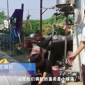 用药管理-小球藻使用